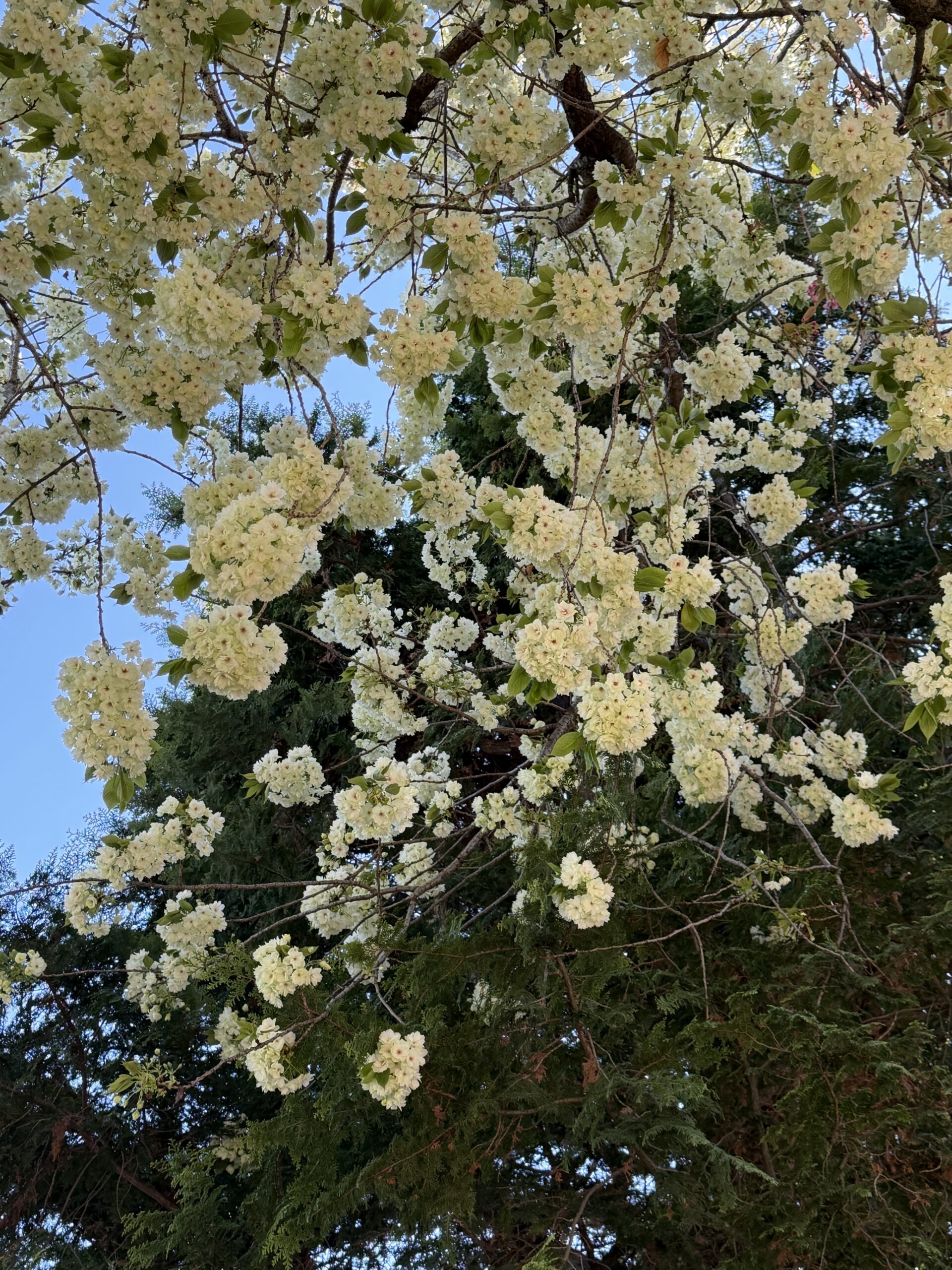 Starting a real estate business in Tokyo – early stage journey